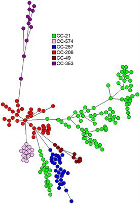 Genomic Epidemiology of Campylobacter jejuni Transmission in Israel